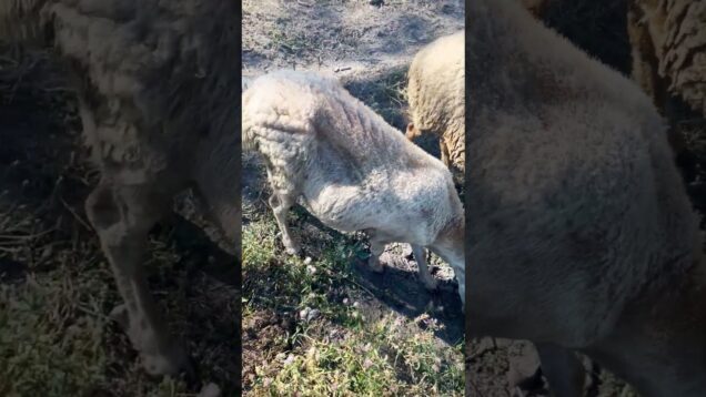 පාර අයිනේ බැටලුවෝ