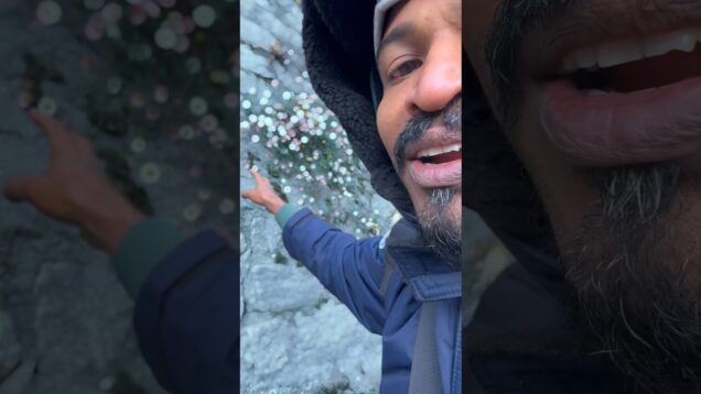 හිමේ මල්