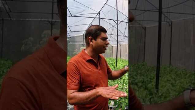 muriya – malu miris sri lanka 0716028824 – 0719775775