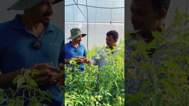 tomato green house 0716028824