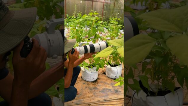 Green house photography