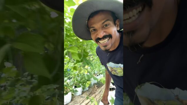 හෝතම්බුවෙක්