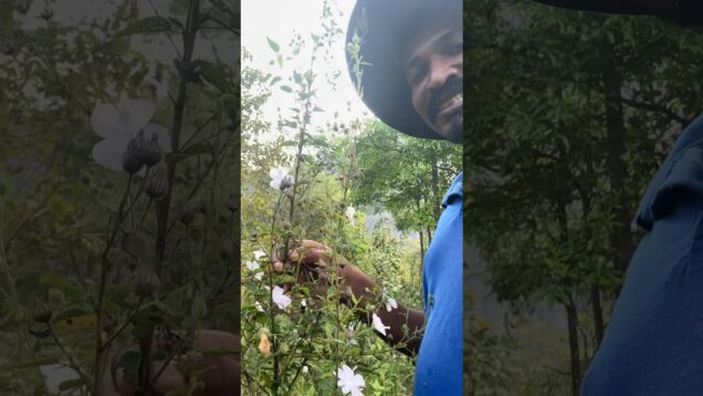 කැලෑ මල්