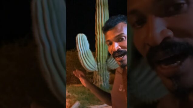 Largest cactus 🌵 plant