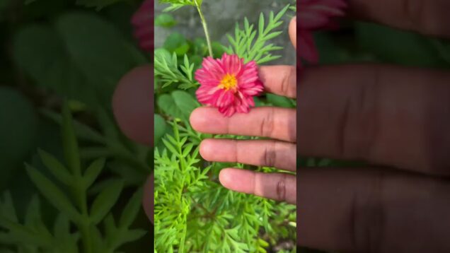 අටපෙතියා