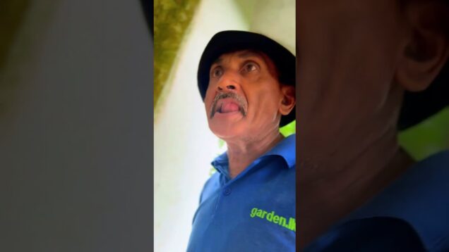 මේකා කකුලෙත් චූ හැලුවා