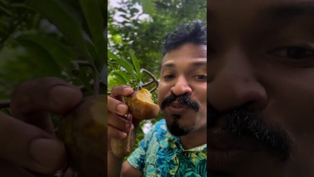 මෙලෝ රහක් නැති garden එක දිව්‍යලෝකයක් කරමු