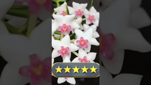 Do you live ball orchid?