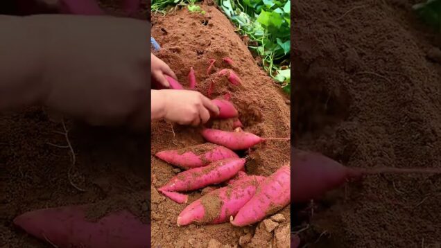 සෙම්ප්‍රතිශ්‍යාවට සහ සෙම් රෝගවලට ඉතා ගුණ බතල වගාව (Sweet Potato)