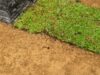 How to Turf grass carpet කාන්තා ඔබට ලක්‍ෂ ගනනක් ඉතිරි කල අලංකාර මිදුලක්