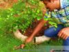 ඔයාගෙ Garden එකේ දනිස්ස ගාවට කැලේ වැවිලද – Do It yourself – How to maintain your garden