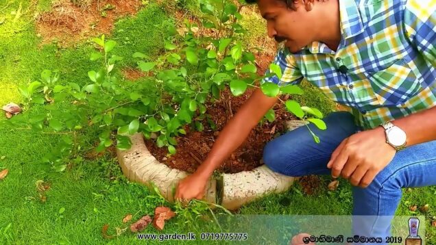 ඔයාගෙ Garden එකේ දනිස්ස ගාවට කැලේ වැවිලද – Do It yourself – How to maintain your garden