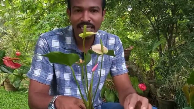 Anthurium bonsai pot for your home