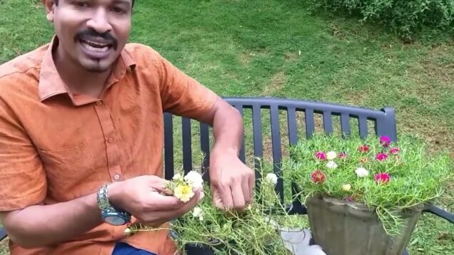 Moss Rose රහස් 🌹🌹🌹 0716028824