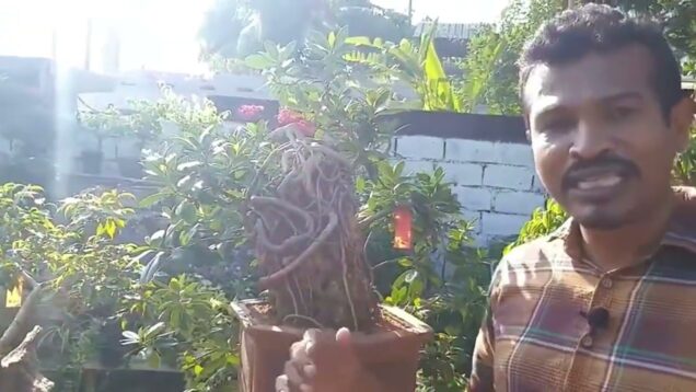 ඔයත් බොන්සායි බලන්න ආසද​ ? Sri lanka 1st Bonsai Vlog