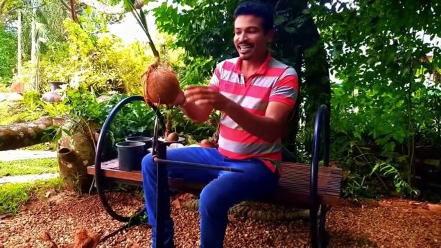 හිත නිවන්නට බොන්සායි How to make coconut bonsai plant