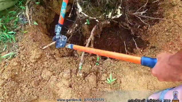 මැරෙන්නෙ නැතුව අඩි 20ක ගහක් ගලවා සිටවමු how to root ball a tree in sri lanka 0716028824
