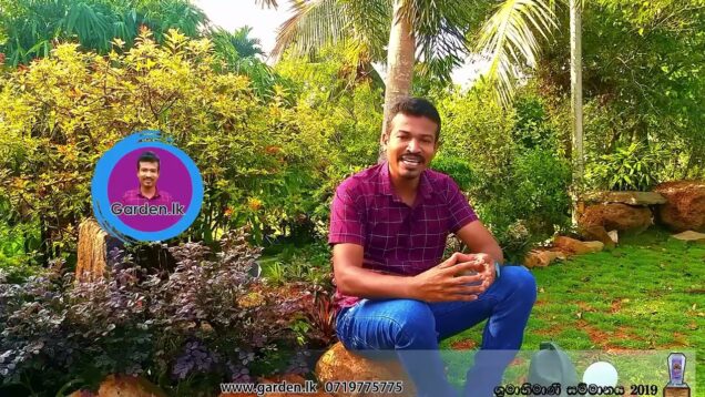 වේයන් මර්දනයට පාරම්පරික රහස් වට්ටොරු Tips for Preventing Termite Infestation – Australian grass