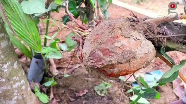 පිලිකන්නේ වගාව​ kitchen gardening sri lanka 0716028824