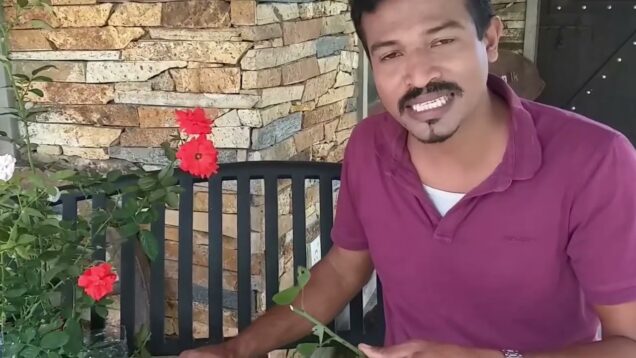 how i plant 🌹 rose flower – රෝස අතු පැලකර ගැනිම