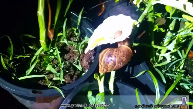 ඔයාටත් ගොළුබෙලි ප්‍රශ්ණයද​ 100% guaranteed solution for snail 0716028824