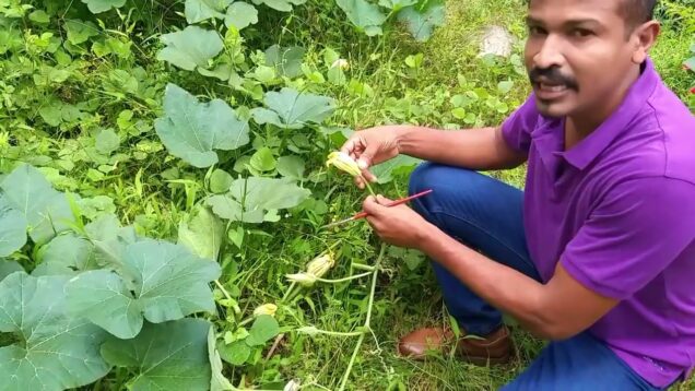 Pumpkin Pollination මල් පරාගනය