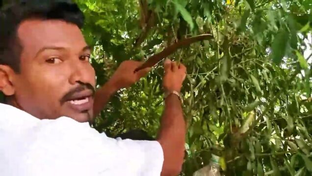 Coconut rooting hormone sri lanka රහස්