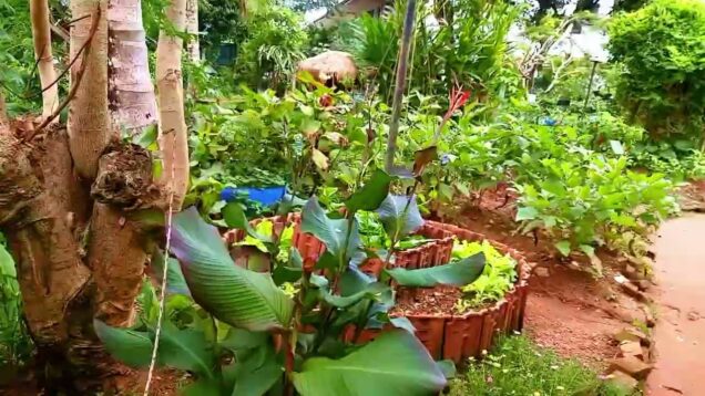 ගෙවත්ත Ganoruwa 0716028824