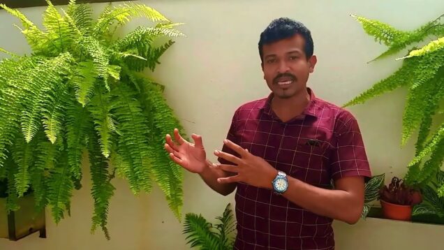 how to design Hanging plants ලස්සනට මල් පැල සිටවමු 0716028824