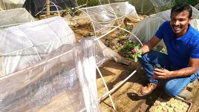 how to Propagate cuttings මල් පලතුරු බෝ කරන රහස_