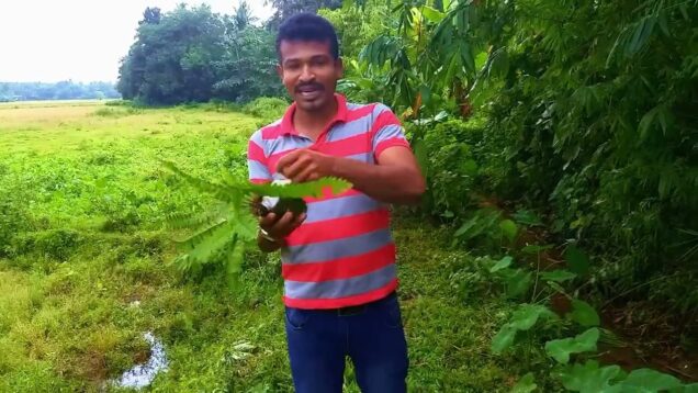 Kokedama පාවෙන පෙඳ බෝල​ DIY