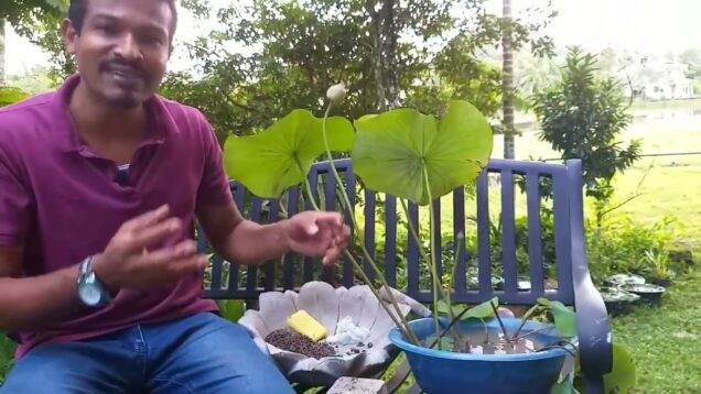 පොහොට්ටුව pohottawa – how to plant lotus