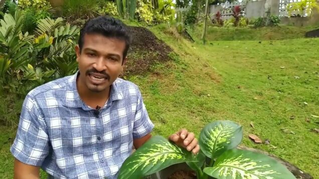 Poisonous house plants 1 ඔබේ ගෙදර තිබෙන විෂ ශාක​ -Gewathu Alankaranaya