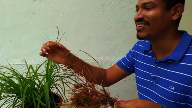 sri lanka magic ඊ තණ​