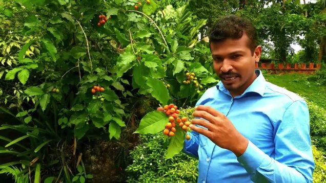 Peanut butter fruit දියවැදඩියාවට