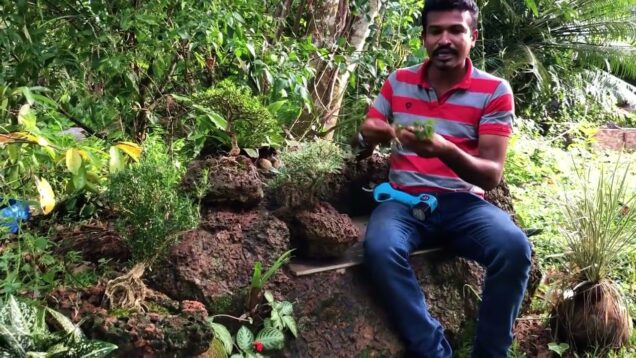 how to make a bonsai tree at home – කබොක් බොන්සායි