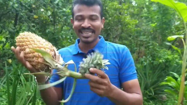 අන්නාසි වගා කර​ ලක්‍ෂ ගනන් උපයන්න​ – How to Grow Pineapples 0716028824