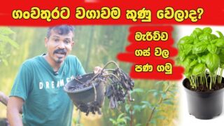 ගං වතුරට ඔයාගෙ වගාවත් හානි උනාද , මෙන්න විසදුම