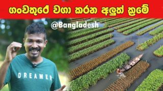 ගං වතුරෙන් වගාව විනාශ උනාද , බංගලාදෙශයෙන් ආදර්ශයක් අරන් නැවත වගා කරමු