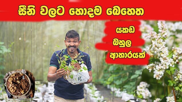 ලංකාවෙ හොයගන්න නැති , ගුණ අසීමිතව තියෙන ආහාරයක්