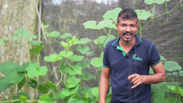 දිලීර රෝග වලට මෙන්න හොදම බෙහෙත