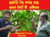 අපේ මුතුන්මිත්තන් දැනගෙන හිටිය මී ශාකයේ ගුණ ගැන ඔබ දන්නවාද ?
