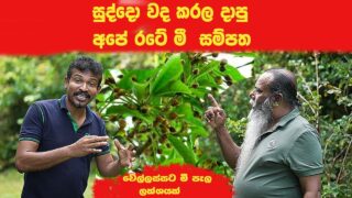 අපේ මුතුන්මිත්තන් දැනගෙන හිටිය මී ශාකයේ ගුණ ගැන ඔබ දන්නවාද ?