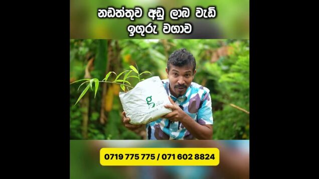 නඩත්තුව අඩු ලාබය වැඩි ඉගුරු වගාව