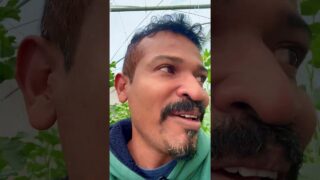 සල්ලි ගෙඩි වැල් පැල කරන්න අපිට කතා කරන්න