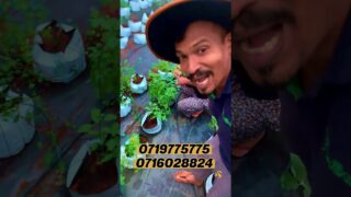 වස විස නැති එලවලු ගෙනියන්න අපේ green house වලට එන foreigners ලා 0719775775 – 071 602 8824