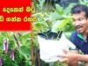 How To Grow Brinjal – Quick method – සති දෙකෙන් පීදෙන බට ගහක්
