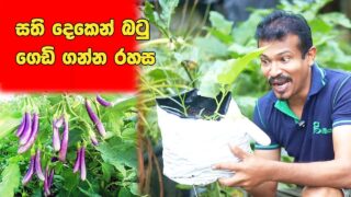 How To Grow Brinjal – Quick method – සති දෙකෙන් පීදෙන බට ගහක්