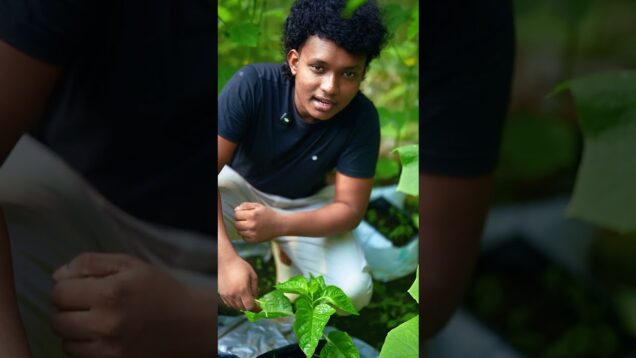 ලක්ෂ ගනන් සල්ලි මවන නයි මිරිස් කප්පාදුව