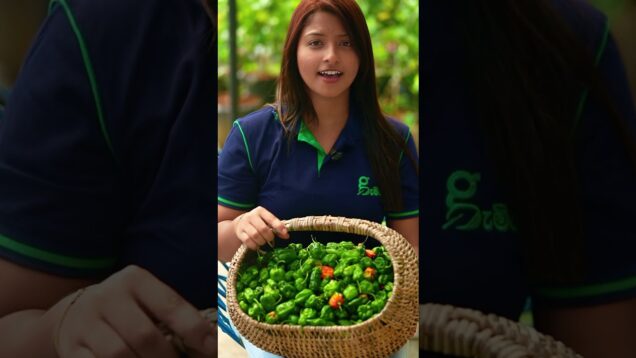 නයි මිරිස් පැල 25 ක අස්වැන්න